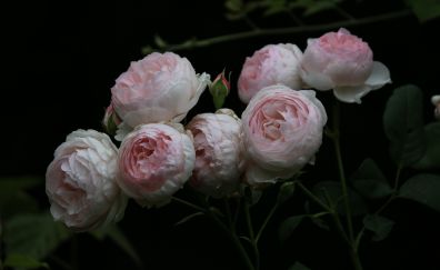 Pink, roses, flowers, spring