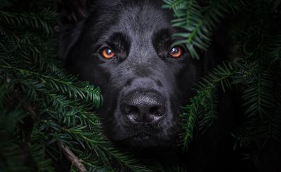 Black, pet dog's muzzle