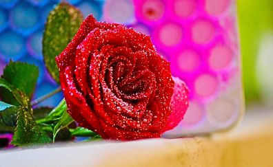 Rose, flower, close up, 4k