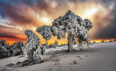 Winter, snowfrost, landscape, tree, nature