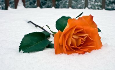 Orange Rose flower, winter