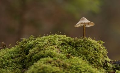 Mushroom, moss, forest, nature