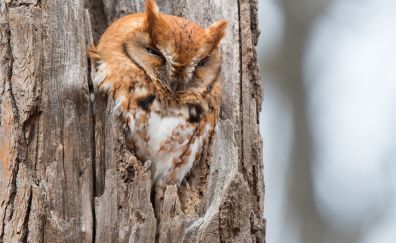 Owl bird, tree trunk