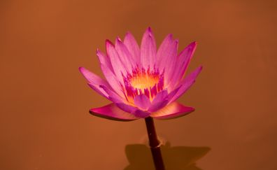 Water lily, pink flower, close up