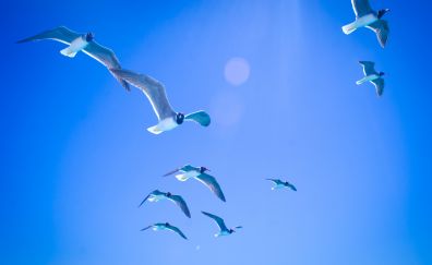 Gulls, seagulls, flight, sky, sunlight, 5k