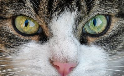 Cat, eyes, fur, close up