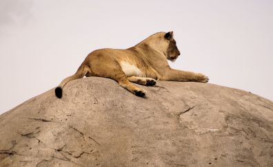 Lioness, predator, animal, sit, relaxed, 5k