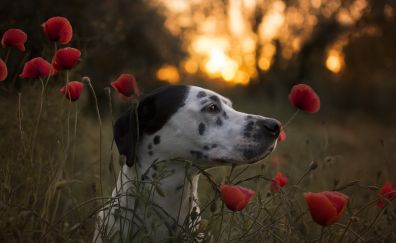 Dalmatian, dog, muzzle, poppies, flowers farm