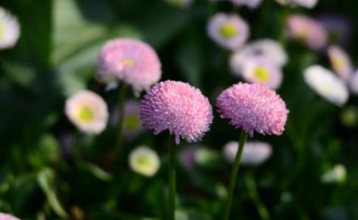 Pink flowers, summer, meadow, blur