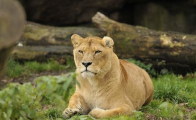 Zoo, predator, lioness, animal