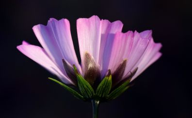 Pointed flower, pink cosmos, close up