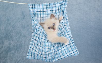 Hanging, kitten, cute animal