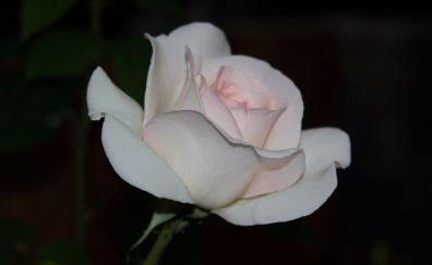 Light pink, rose, flower, close up, 5k