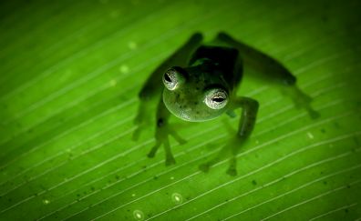 Green, amphibian, leaf, veins, frog