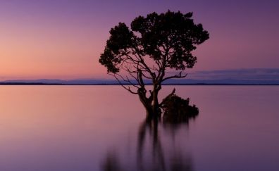 Violet sunset, tree, silhouette, art