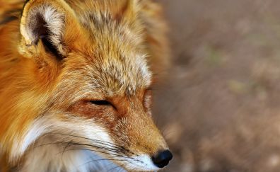 Red fox, muzzle, cute, predator