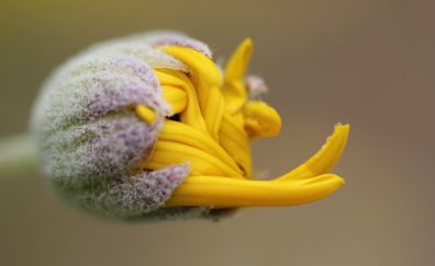 Yellow flower bud, close up