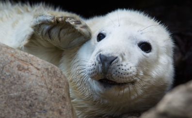 Seal, white animal, muzzle