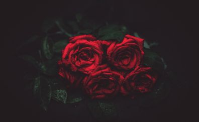 Red Roses buds, water drops, flowers, 5k