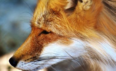 Fur, head, red fox, cunning animal