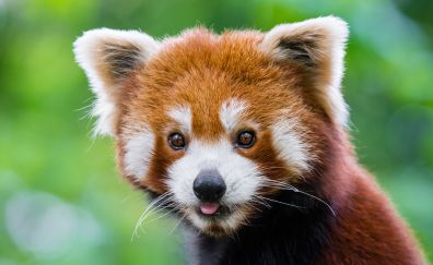 Cute, Red panda, muzzle, animal