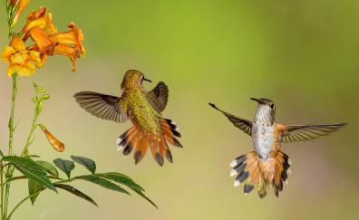 Cute hummingbirds, yellow flowers