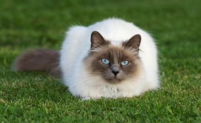 Blue eyes, cat, stare