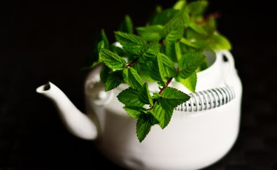 Green, mint, plants, leaves, tea pot