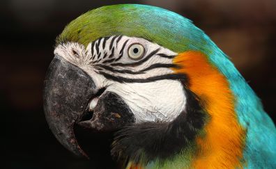 Green yellow macaw, bird, muzzle, beak
