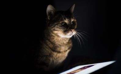 Curious, pet cat, feline, portrait