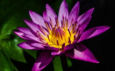 Water lily, bloom, purple flower, close up