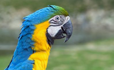 Macaw, blue yellow bird, colorful parrot, black beak