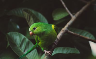 Cute parrot, bird