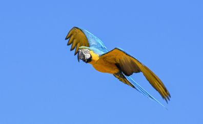 Flight, parrot, green yellow, wings, bird