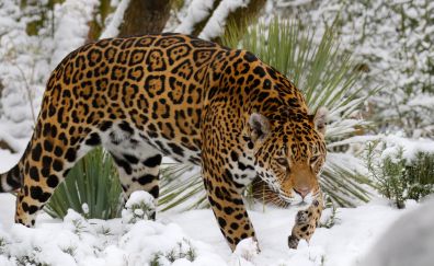Winter, wild cat, jaguar, predator