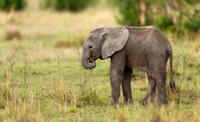 Baby animal, elephant, landscape