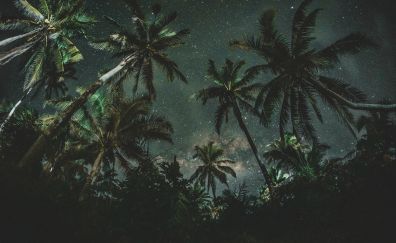 Palm trees, tree, night, nature