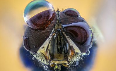 Insect's eyes, drops, close up