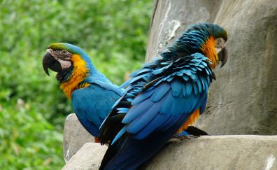 Macaw parrot, pair, birds, colorful