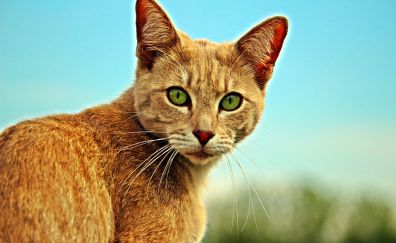 Orange cat, stare, fur, curious, animal