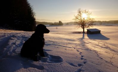 Dog retriever black, winter
