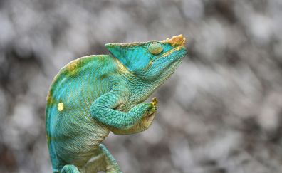 Green chameleon, lizard