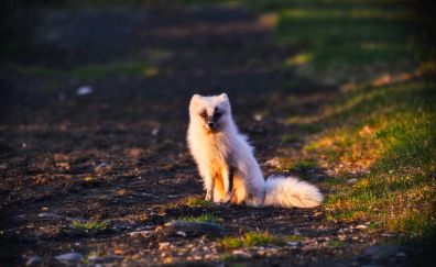 Arctic fox, cute, small animal
