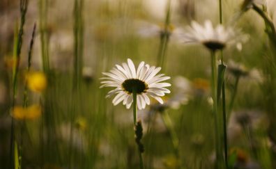Meadow, white daisy, flower, plants