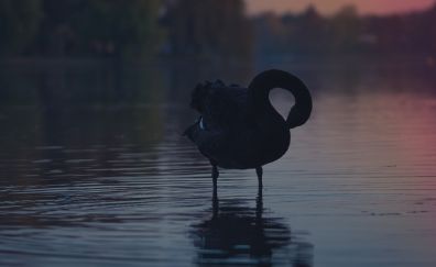 Black swan in lake