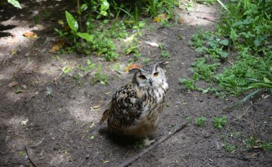 Owl, bird of zoo, looking up