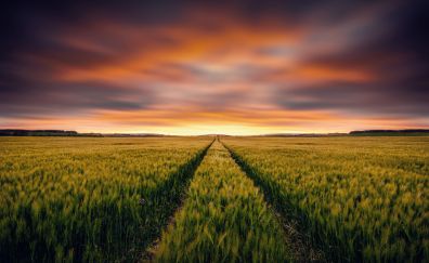 Wheat farm, Grasslands, landscape, nature, sunset
