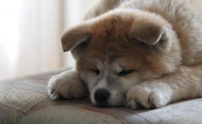 Siberian Husky, puppy, relaxed, dog