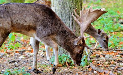Hirsch, Roe deer, animal, forest, grazing, 4k