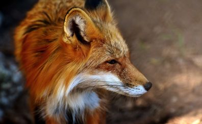 Beautiful animal, predator, fox, muzzle